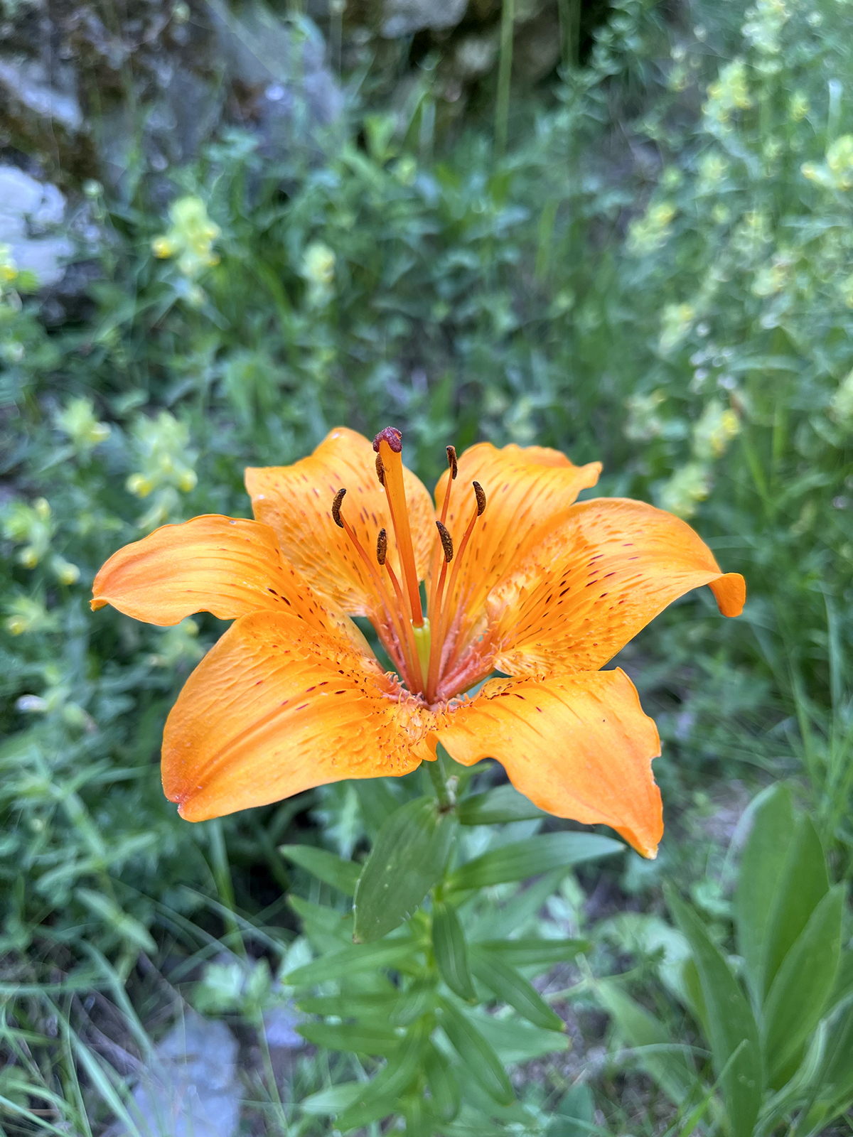 Lys orangé des Alpes