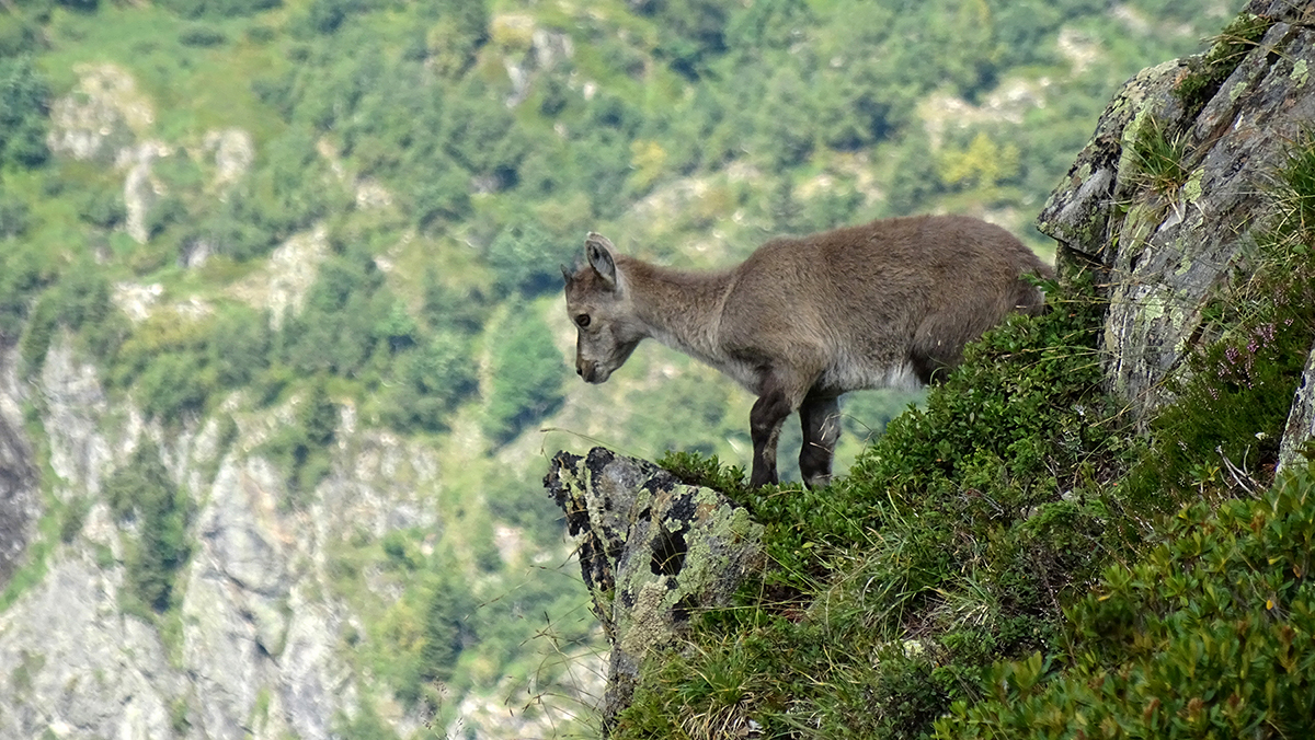 bébé bouquetin