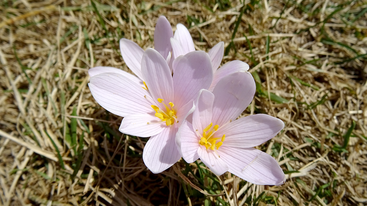 colchique des alpes à la fin de l'été