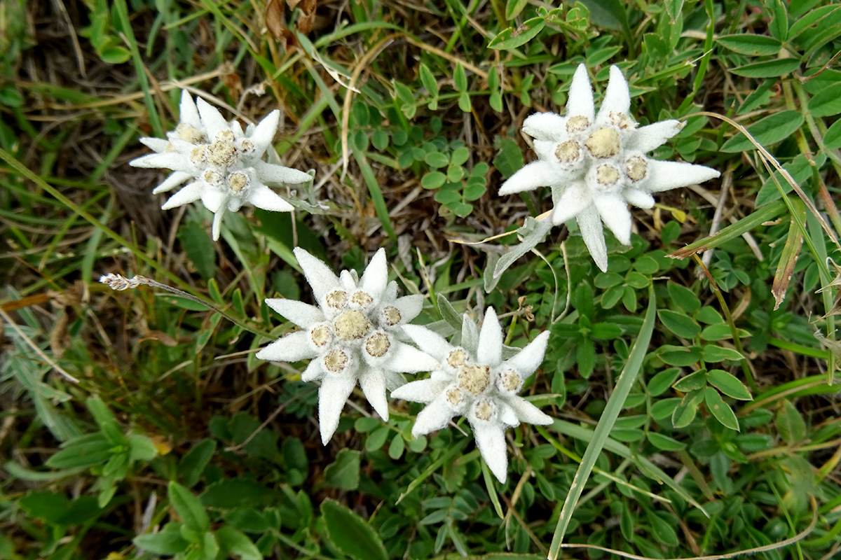 edelweiss du plateau d'emparis