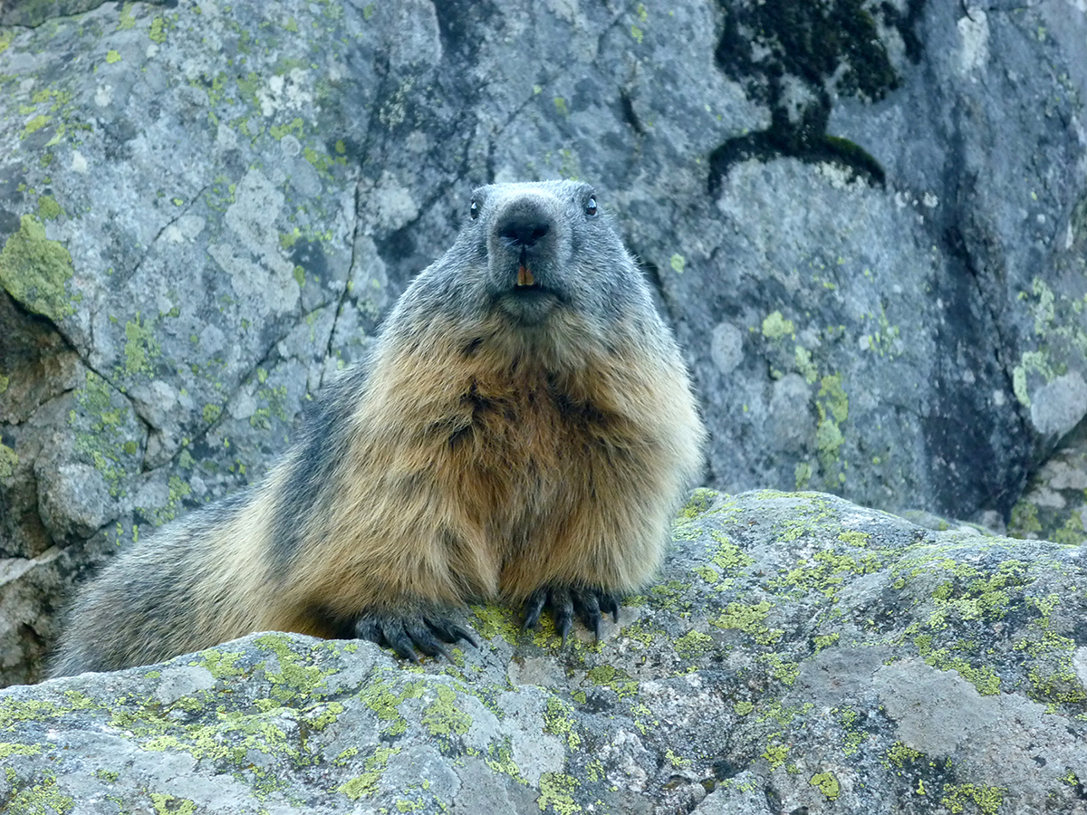 marmotte des alpes